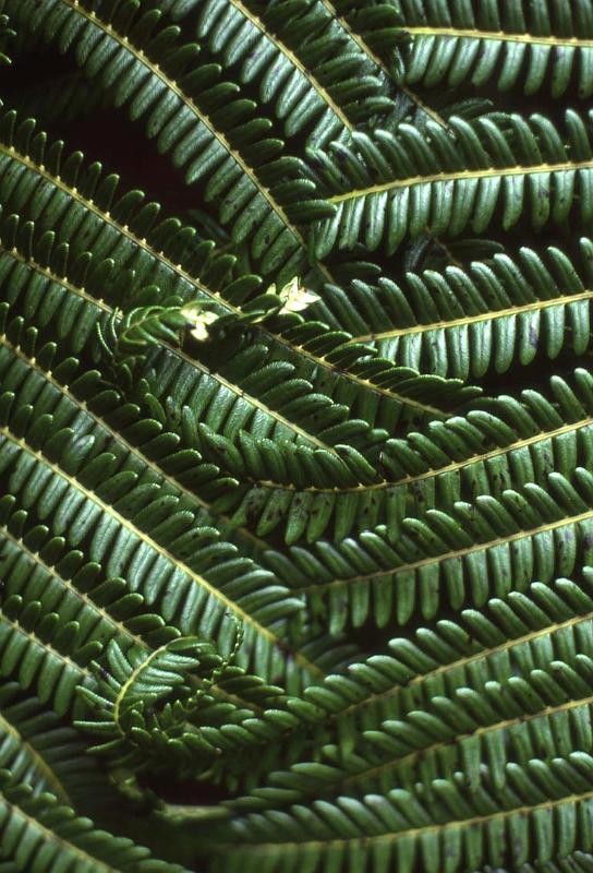 RWT 0012 001-21 Hawaii Ferns.jpg